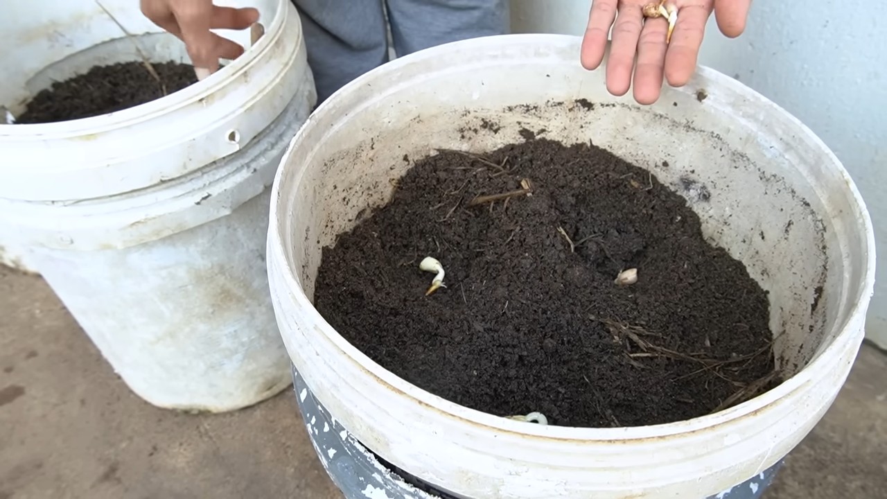 Growing peanuts at home