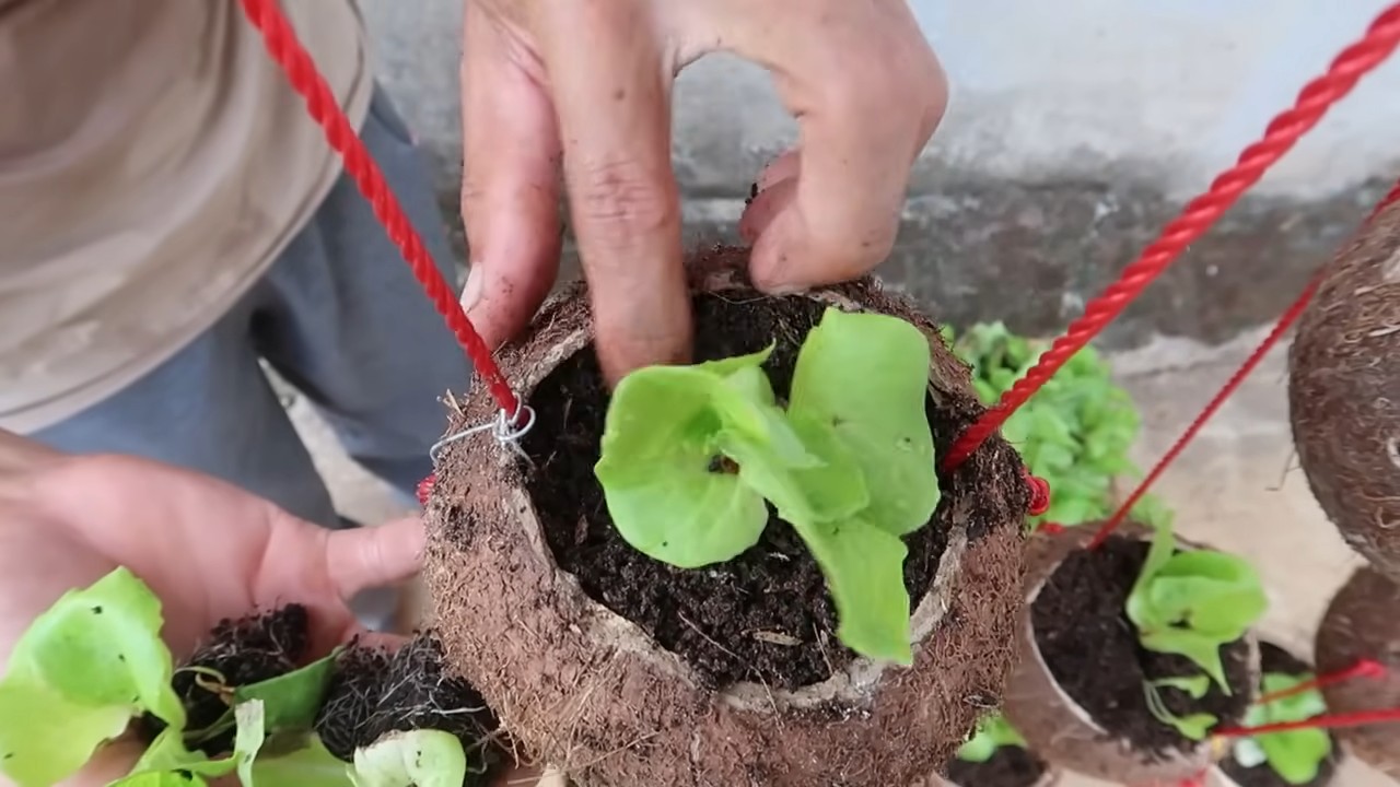 Growing Lettuce Coconut Shells
