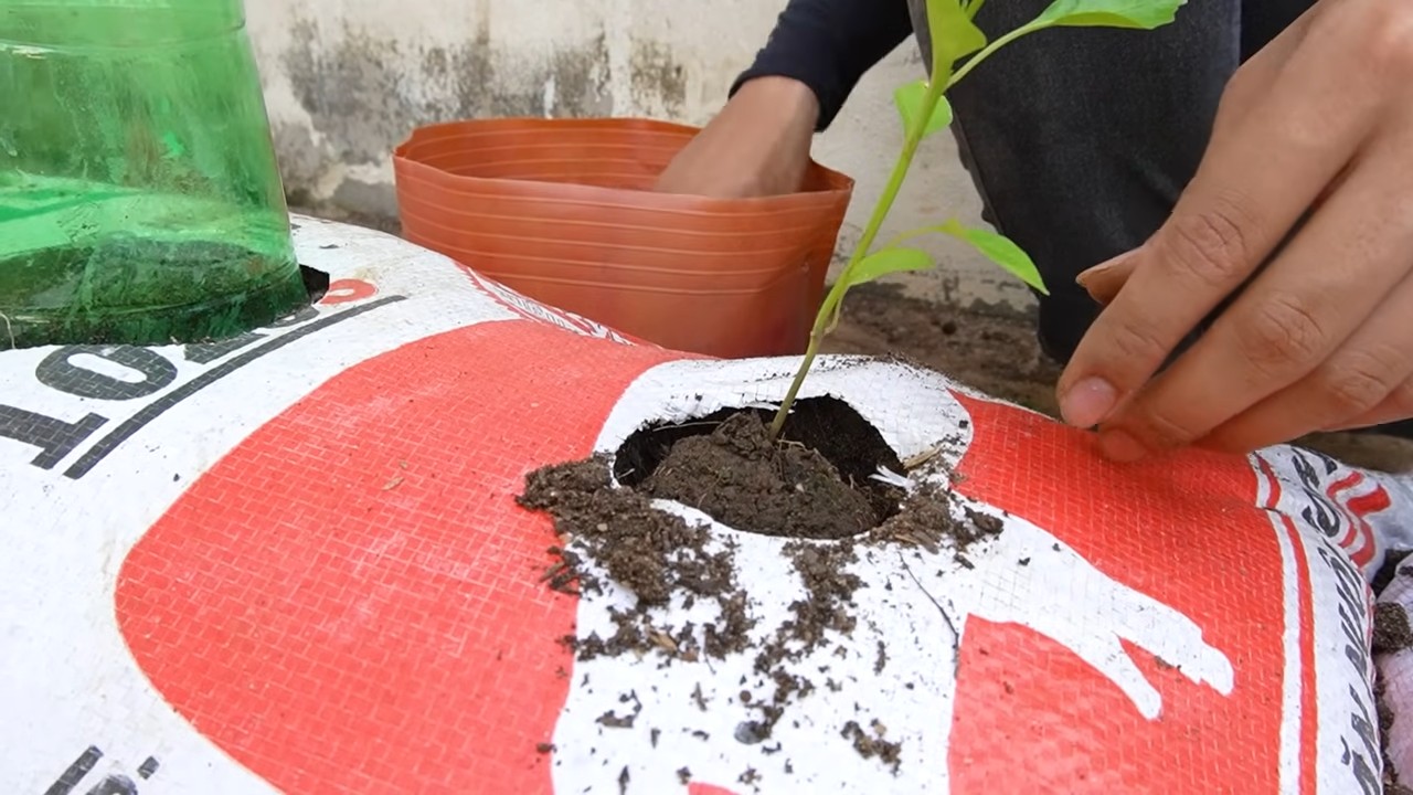 Chili pepper soil bag hack