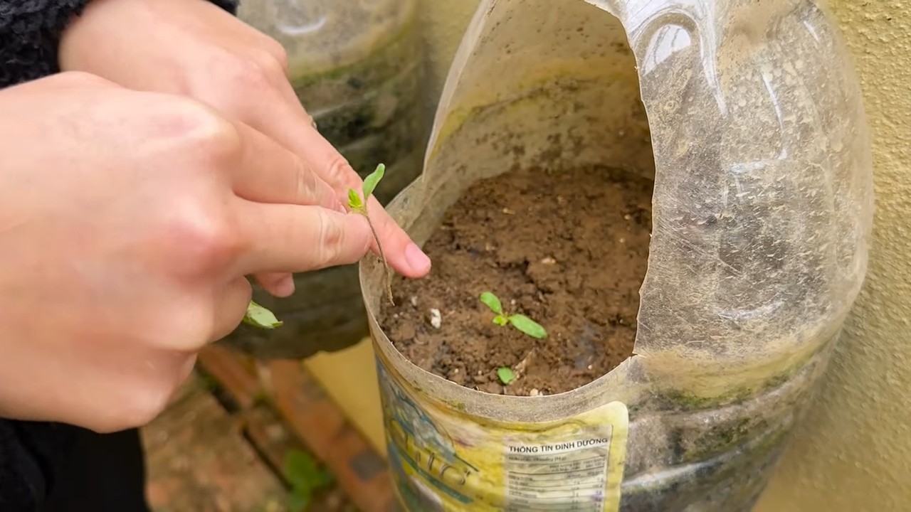 Growing tomatoes at home