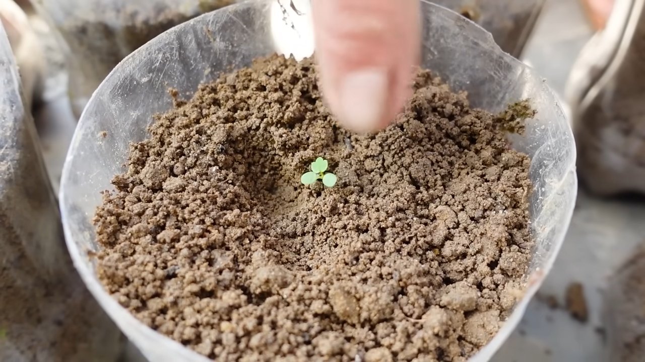 Easy Backyard Strawberry Growing