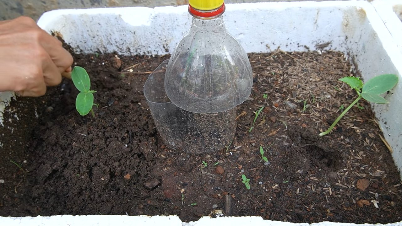 Grow cantaloupe bigger sweeter