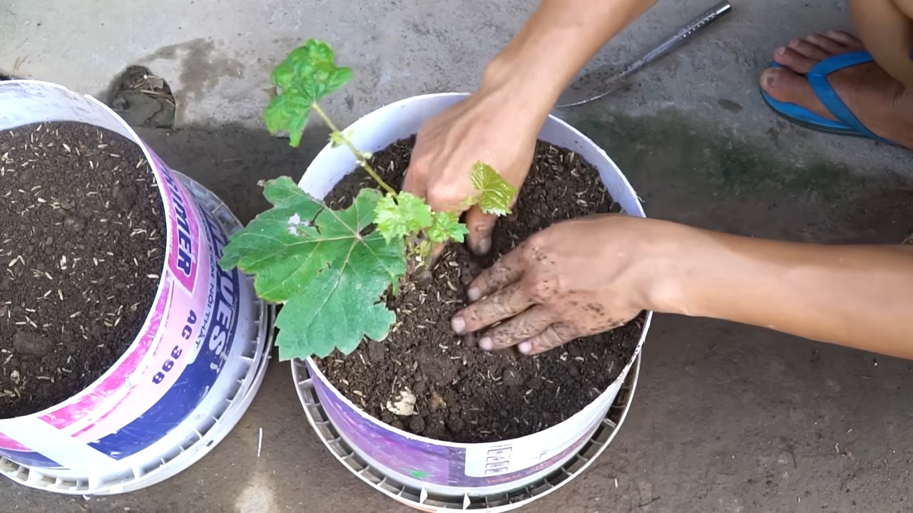Grow grapes year round