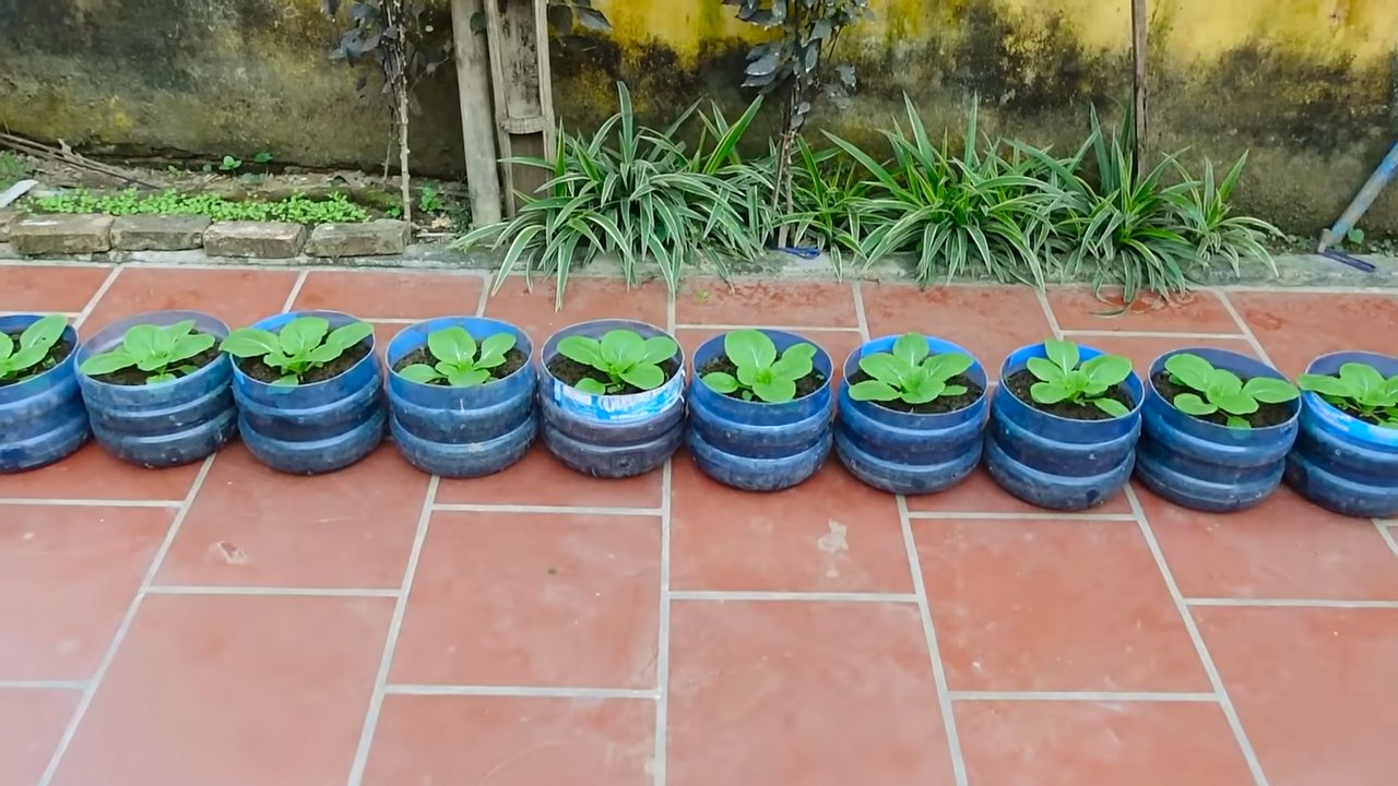 Grow Chinese Cabbage at Home