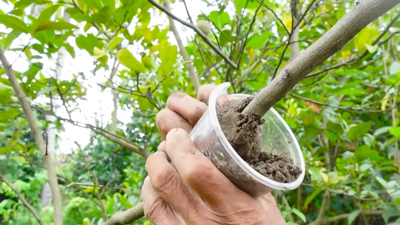 Growing lemons at home
