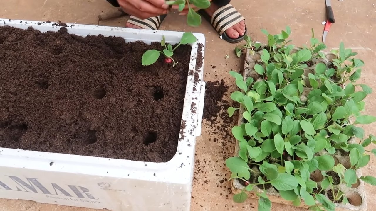 Grow Red Radishes Winter