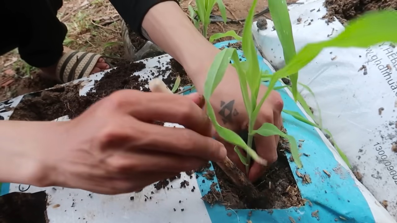 Growing corn in soil bags