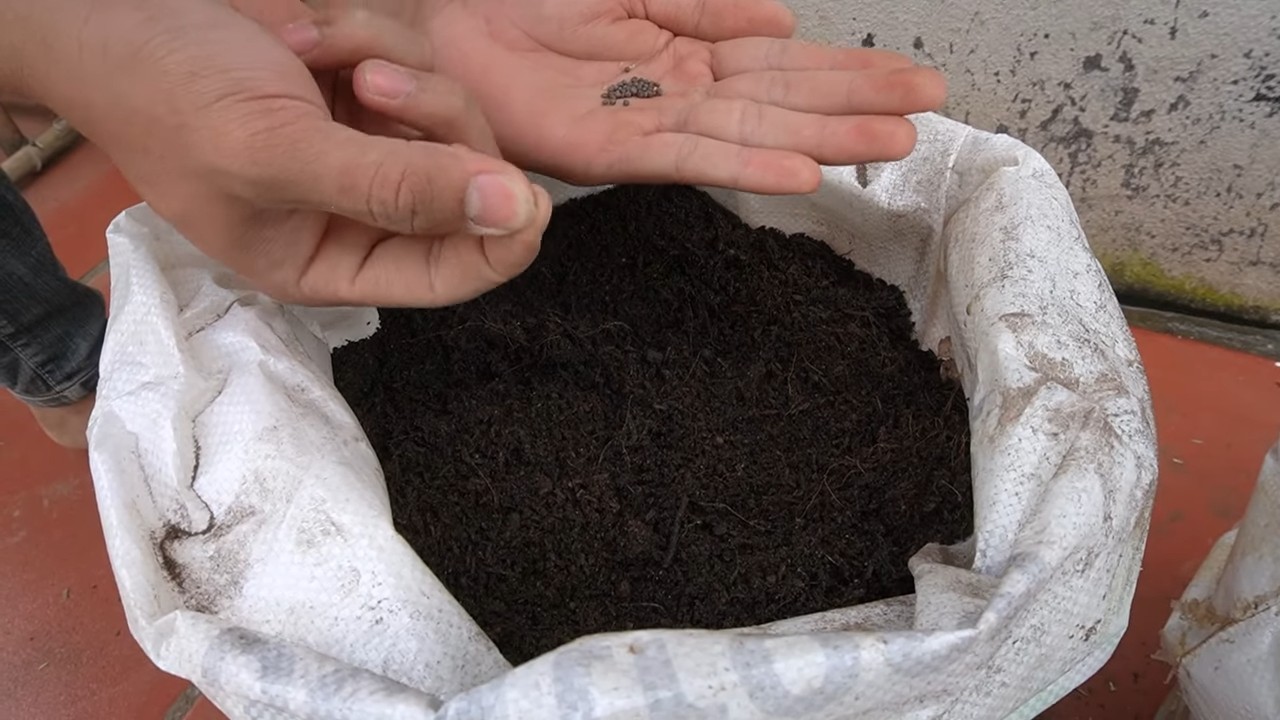Growing cabbage without a garden