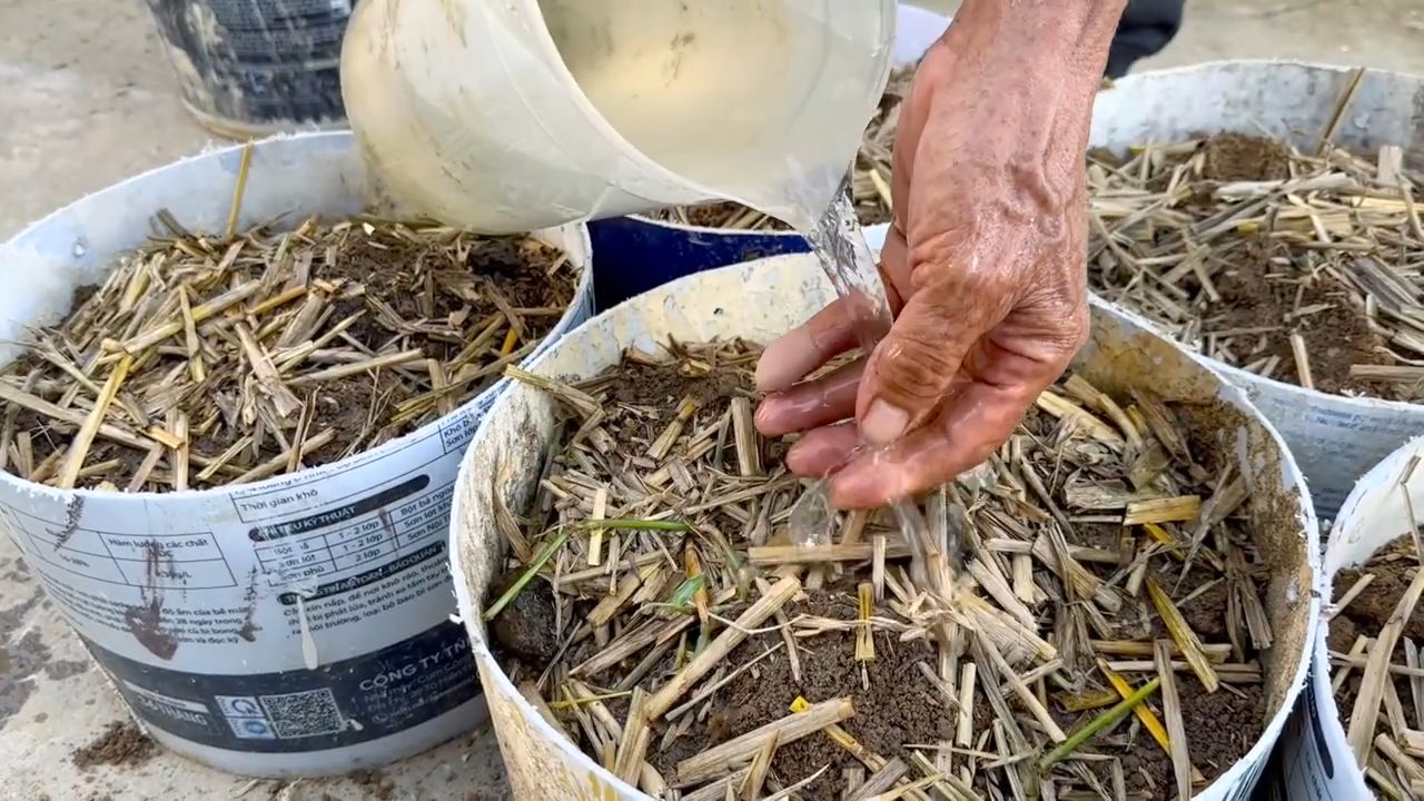 Growing Potatoes Easy
