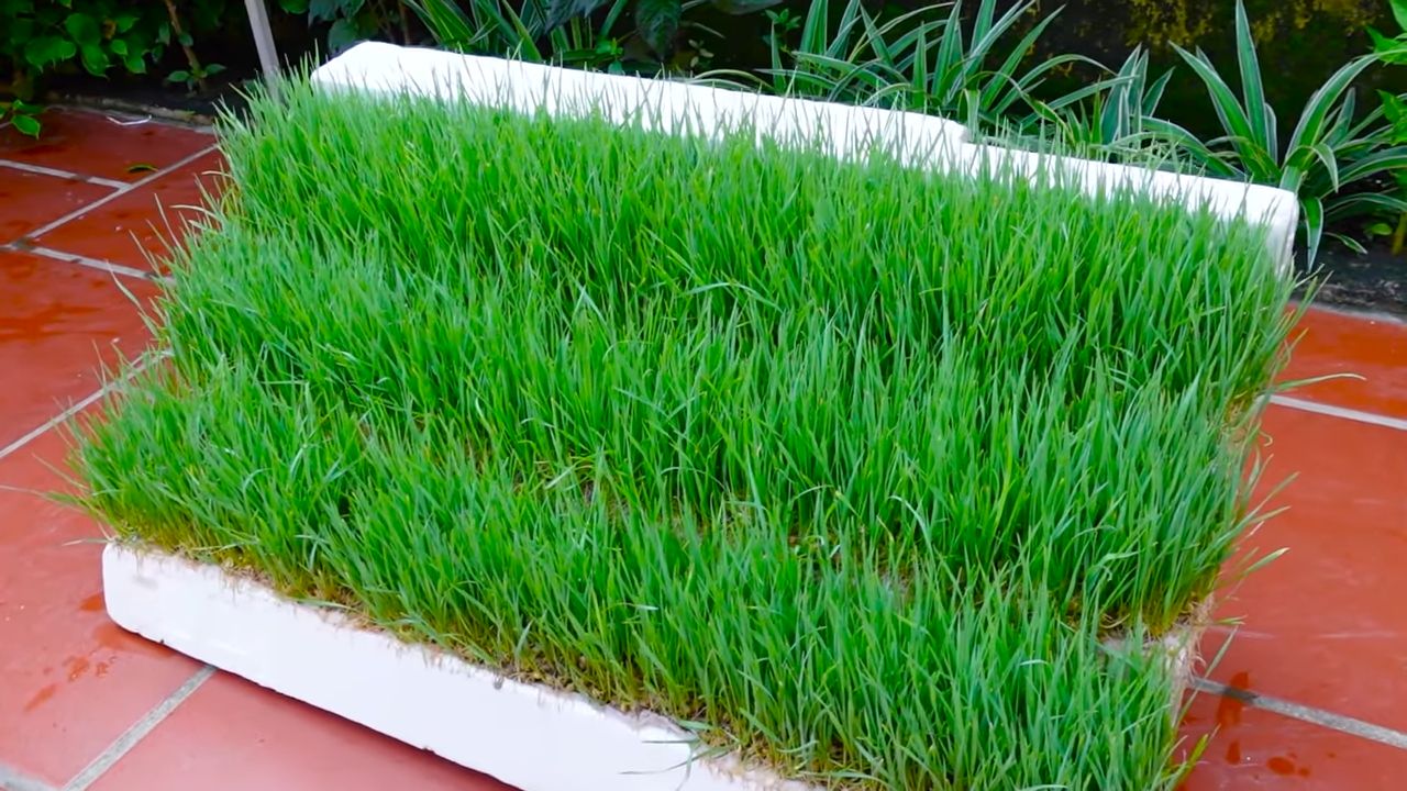 Growing wheatgrass with water