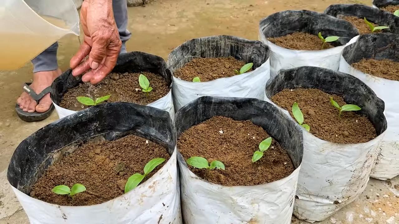 Thriving Malabar Spinach Tips