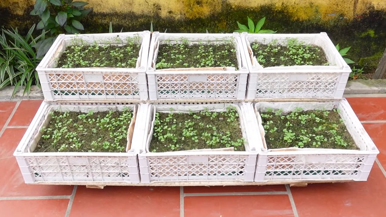 Hanging mustard greens garden