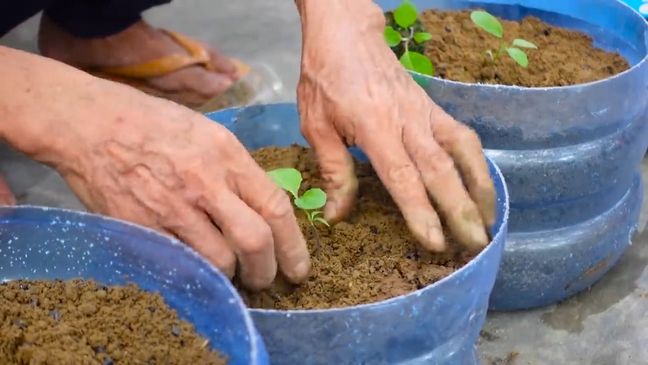 Grow Abundant Eggplants