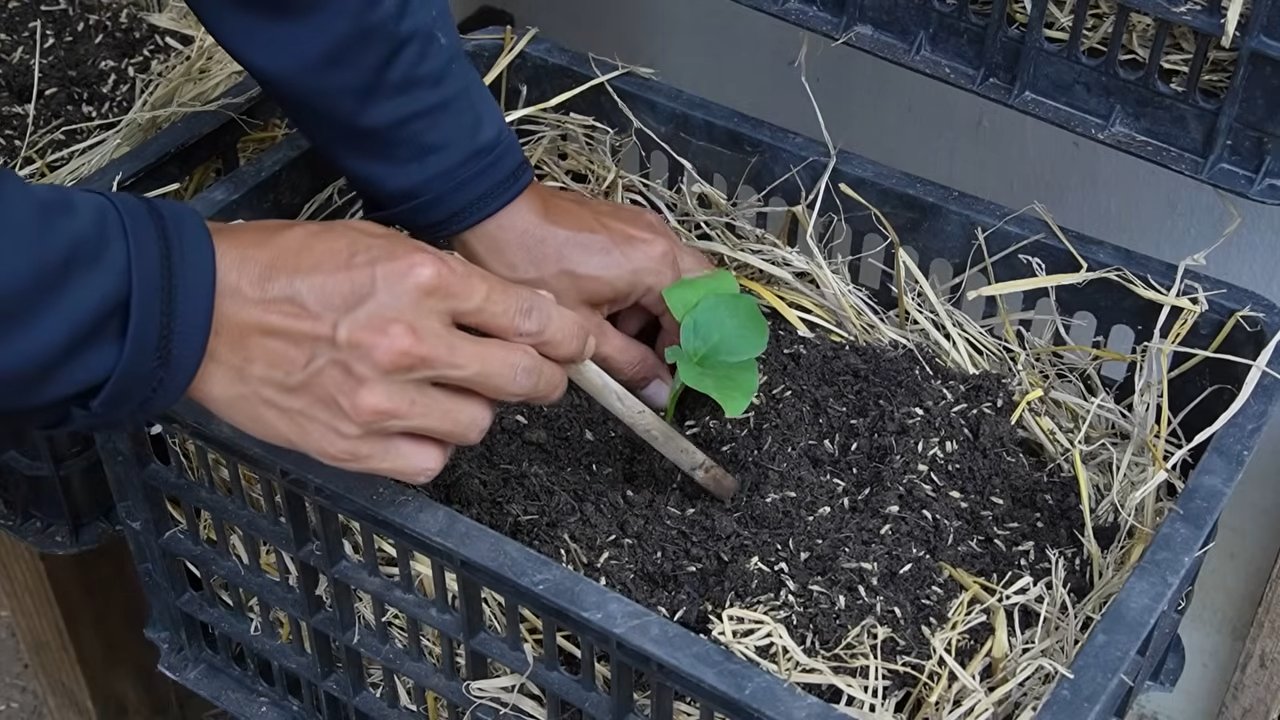 Growing Eggplants at Home