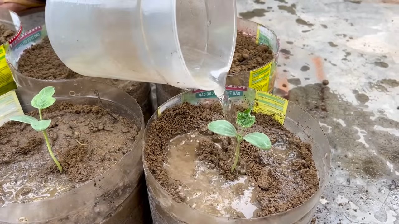 Grow Watermelon Cheaply