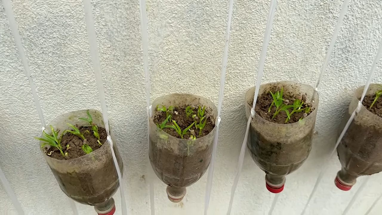 Growing water spinach bottles