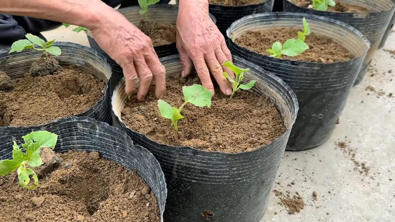 Unusual melon bumper harvest