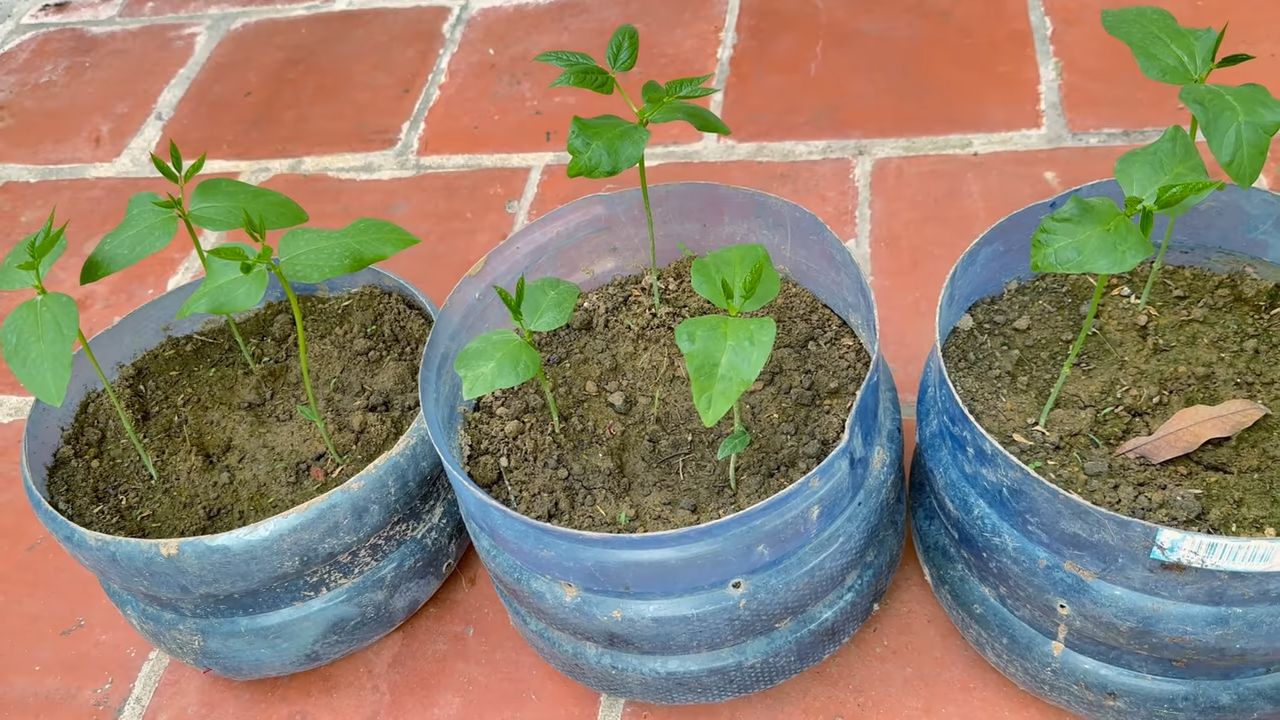 Cowpea garden growing guide