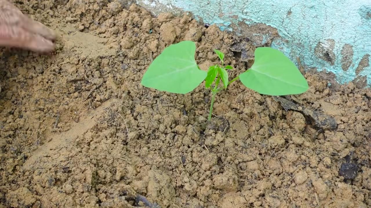 Growing Dragon Beans Indoors