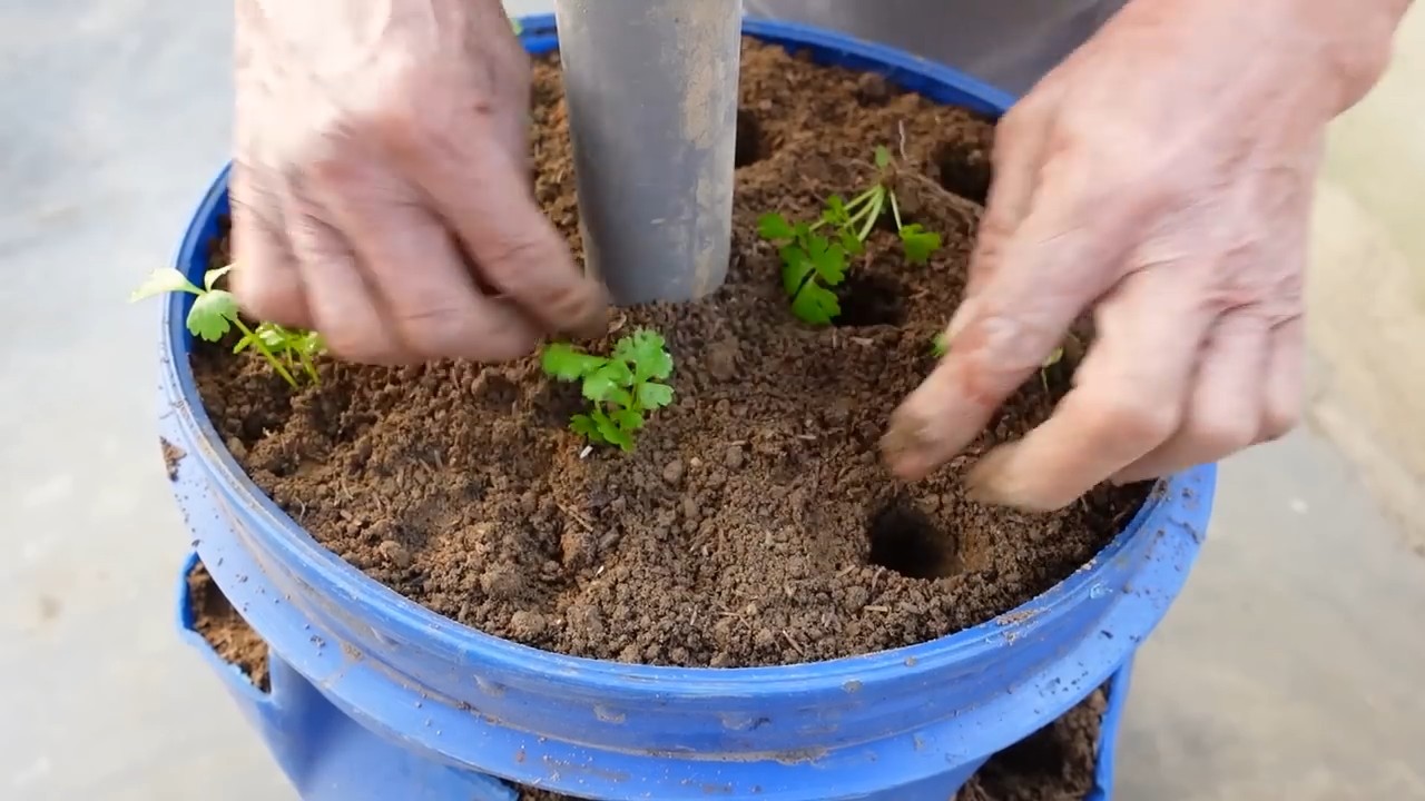 Grow Crisp Celery Easily