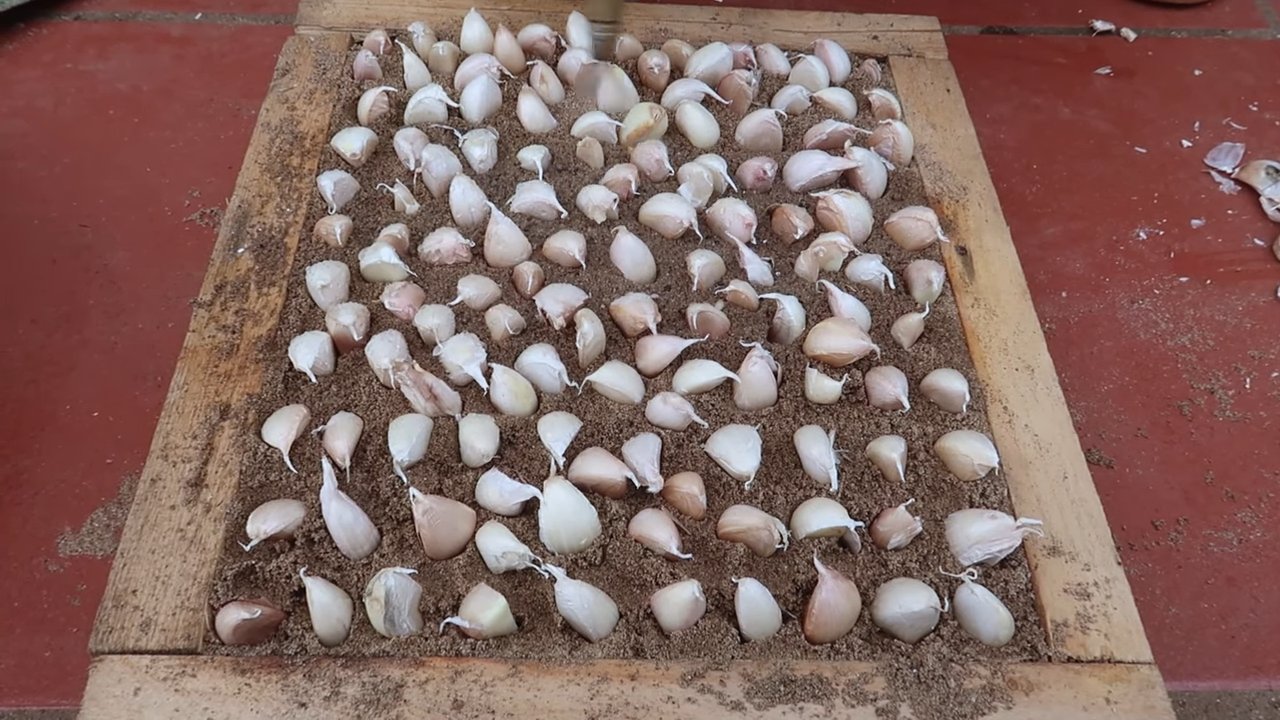 Potato Growing Without Garden