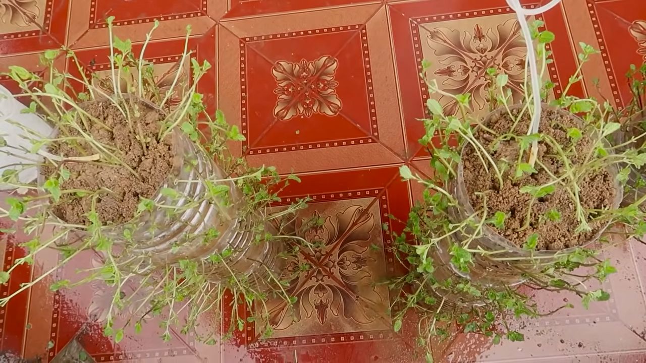 Healthy Mint Plant Care
