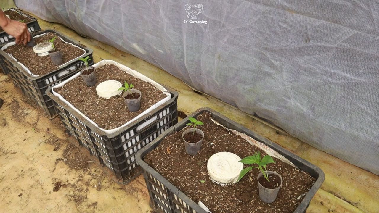 Spicy Chili Pepper Growing Tips