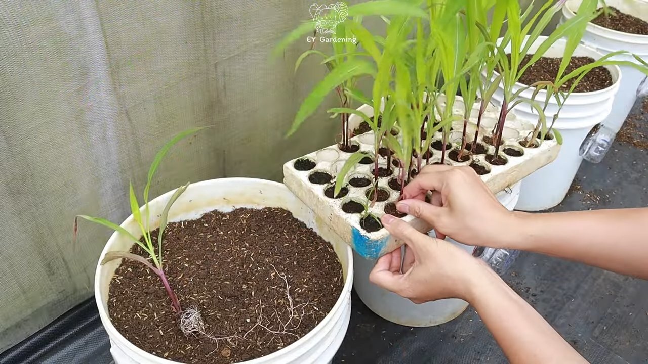 Urban Purple Corn Growing