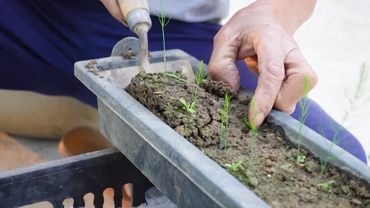 Grow Asparagus Year Round