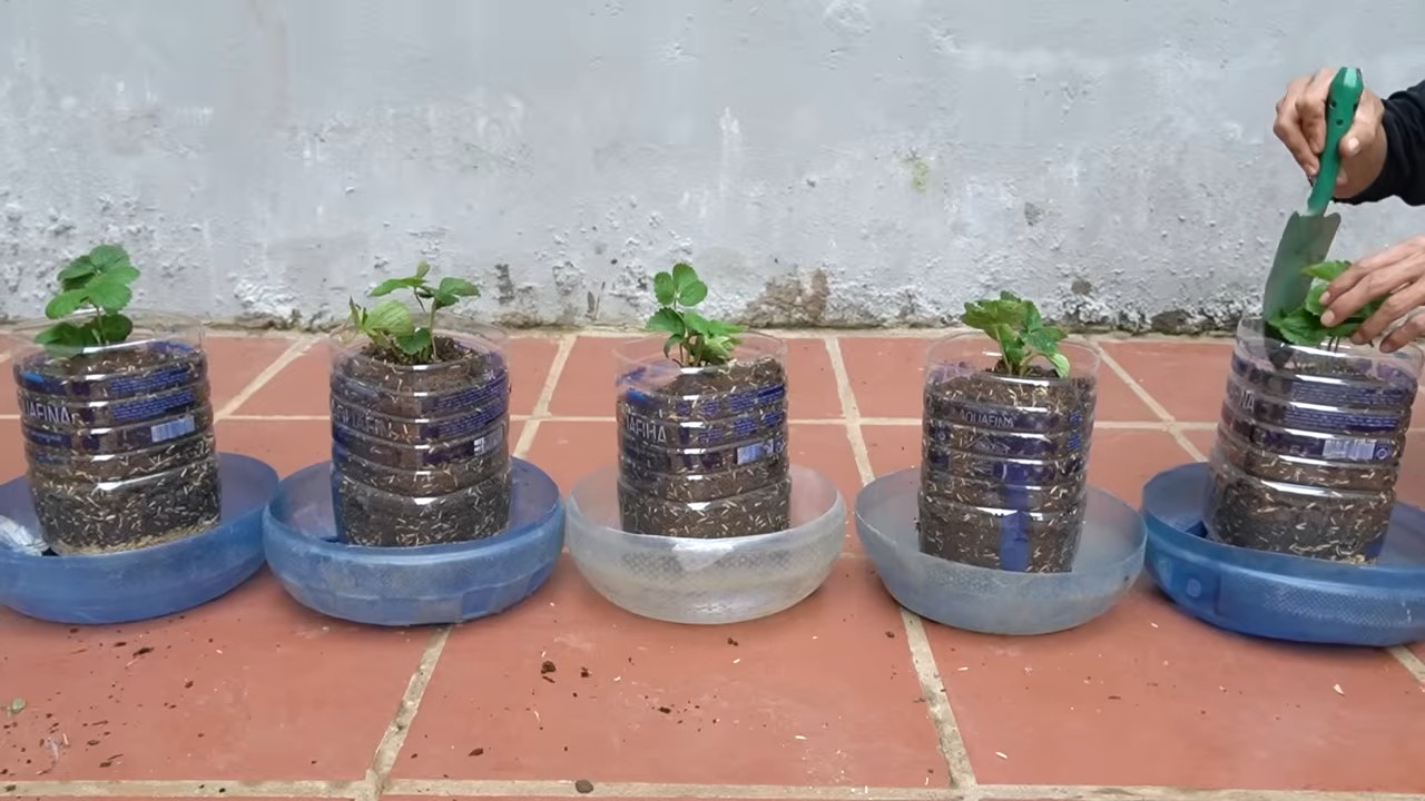 Balcony strawberry gardening monthly