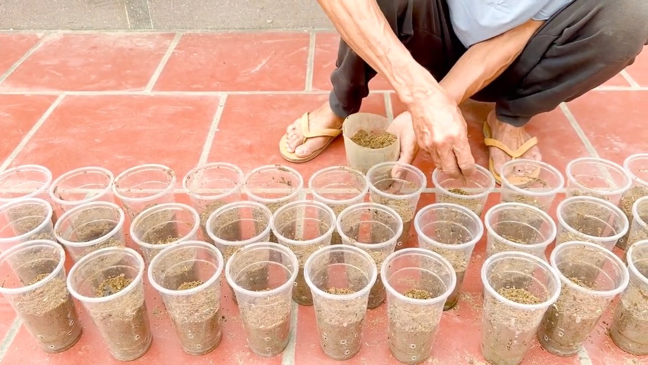 Grow vegetables indoors