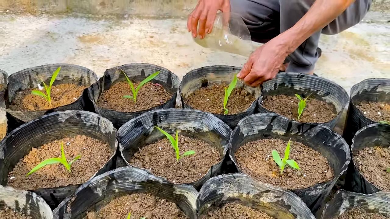 Rooftop Corn Growing DIY