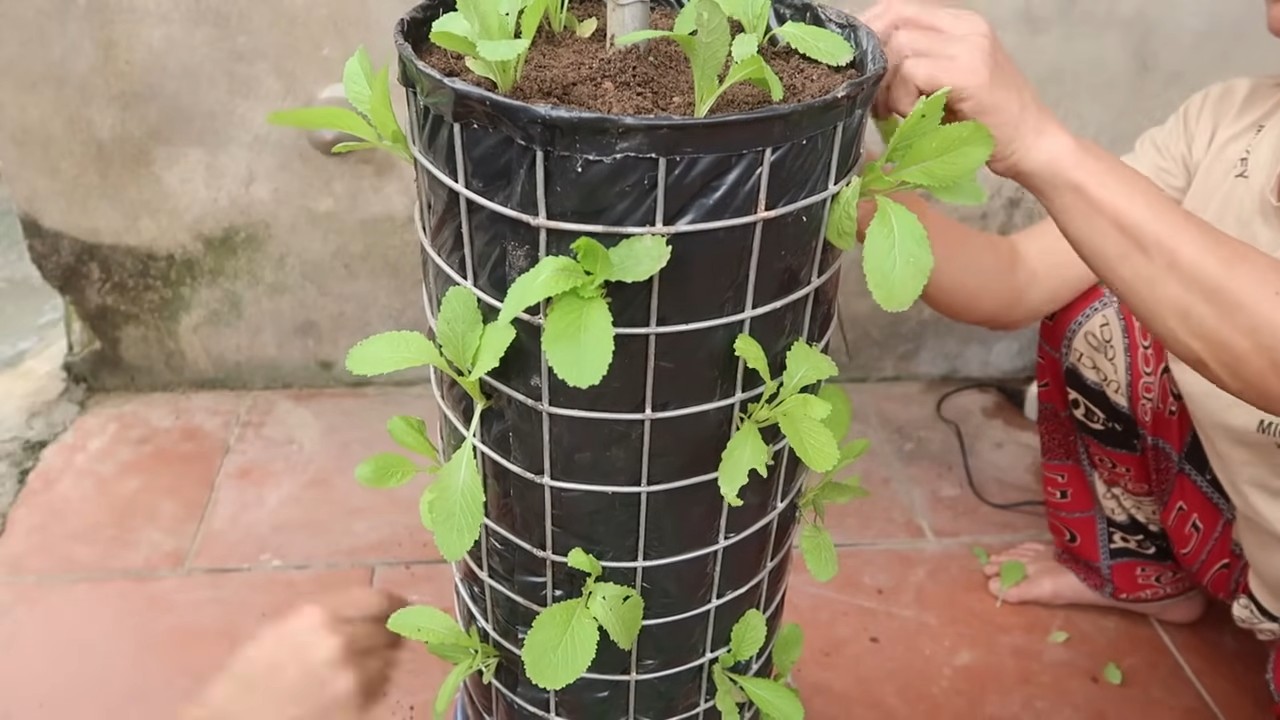 Sweet Potato Harvest Increase