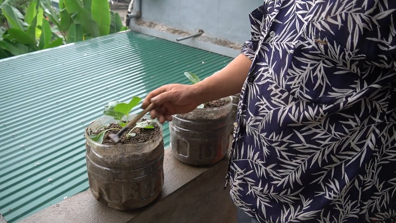 Growing Cauliflower and Corn Easy