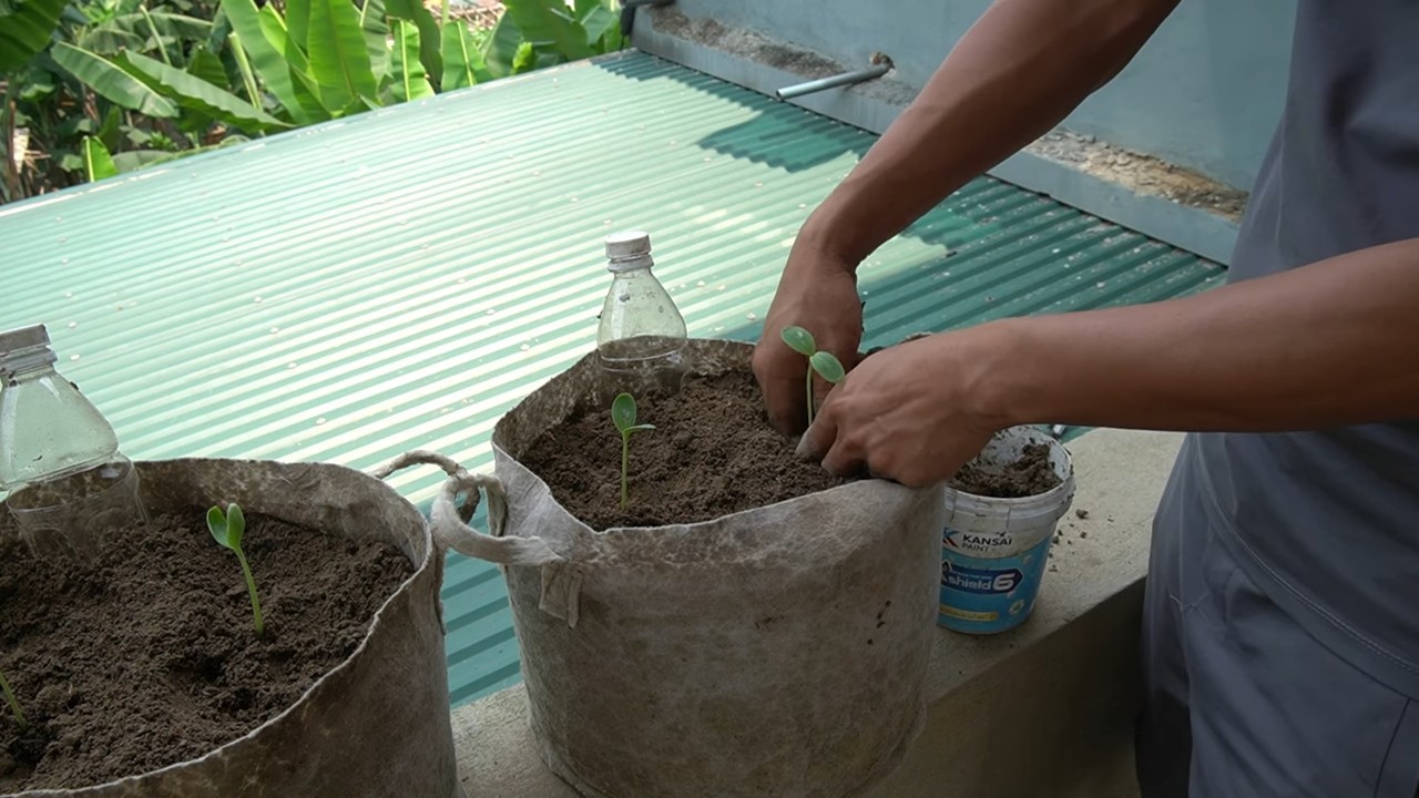 Container Watermelon Harvest