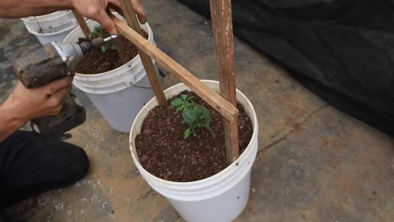 Grow Pepino Melon at Home