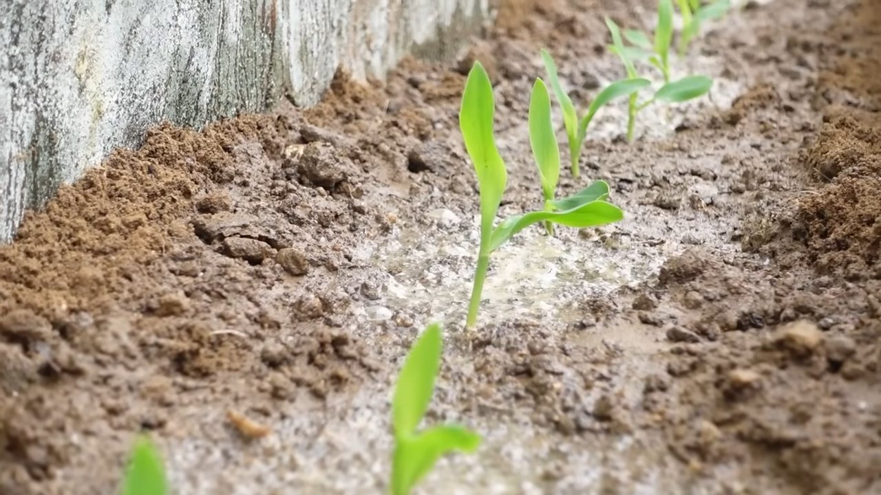 Growing corn on concrete