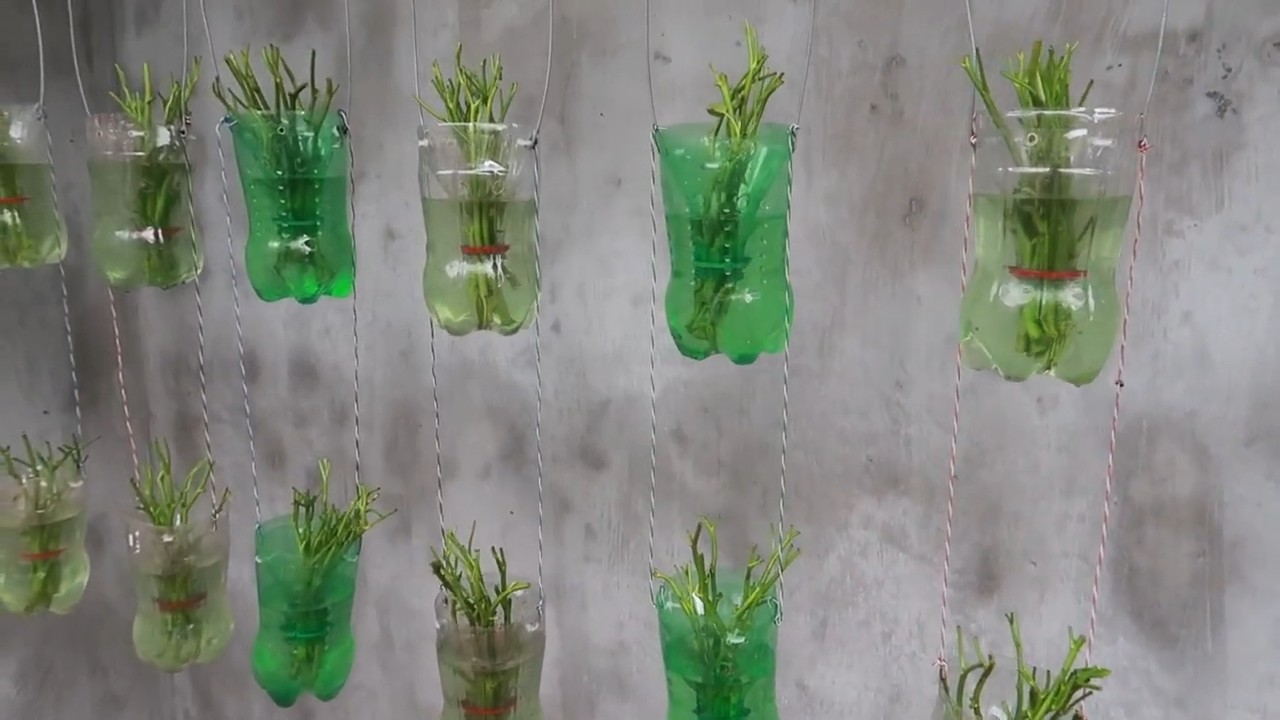 Spinach Growing in Plastic Bottles