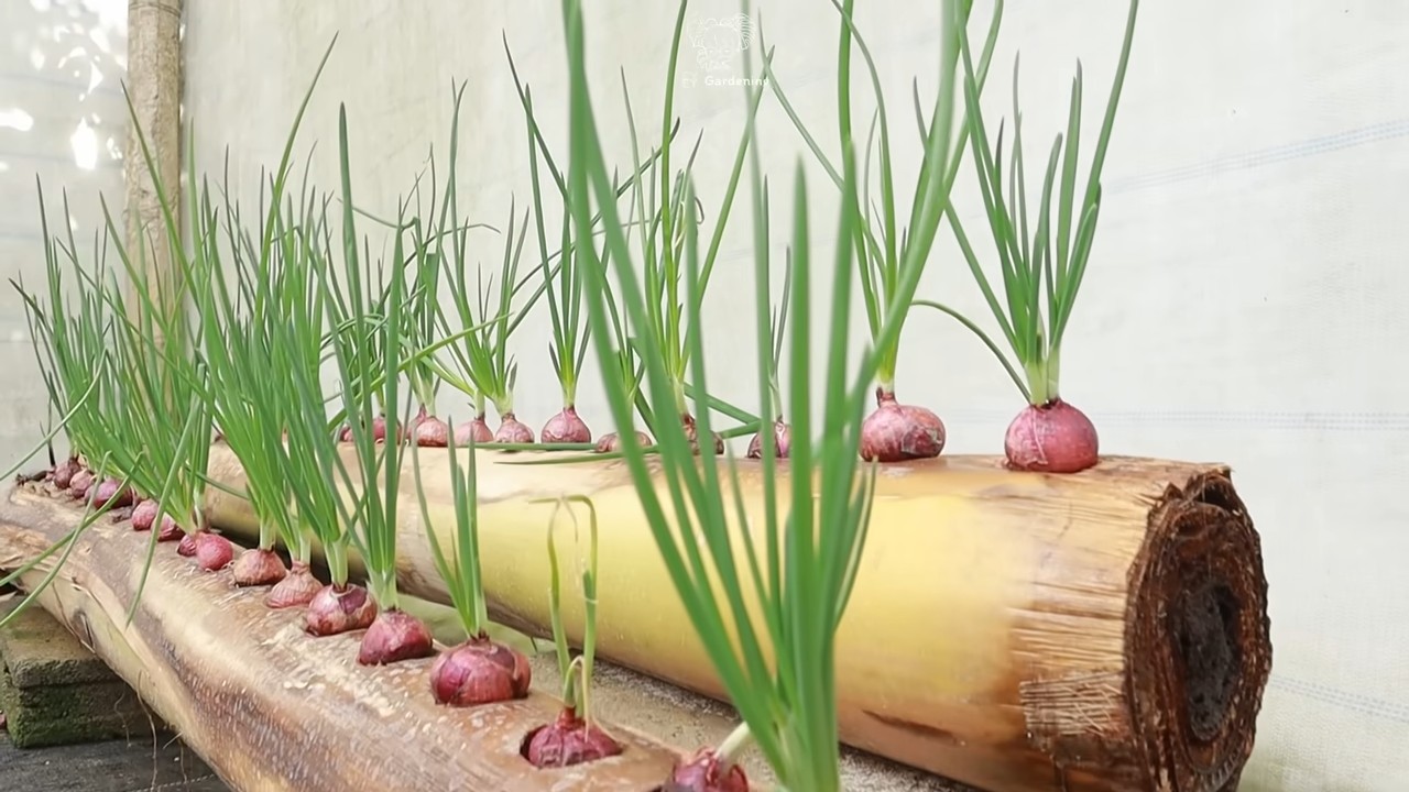Onion growing tips