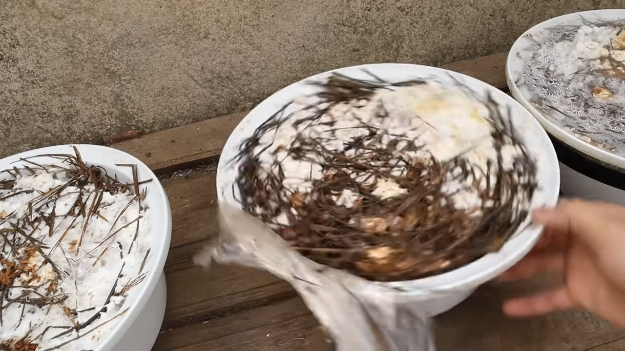 Growing mushrooms kitchen counter