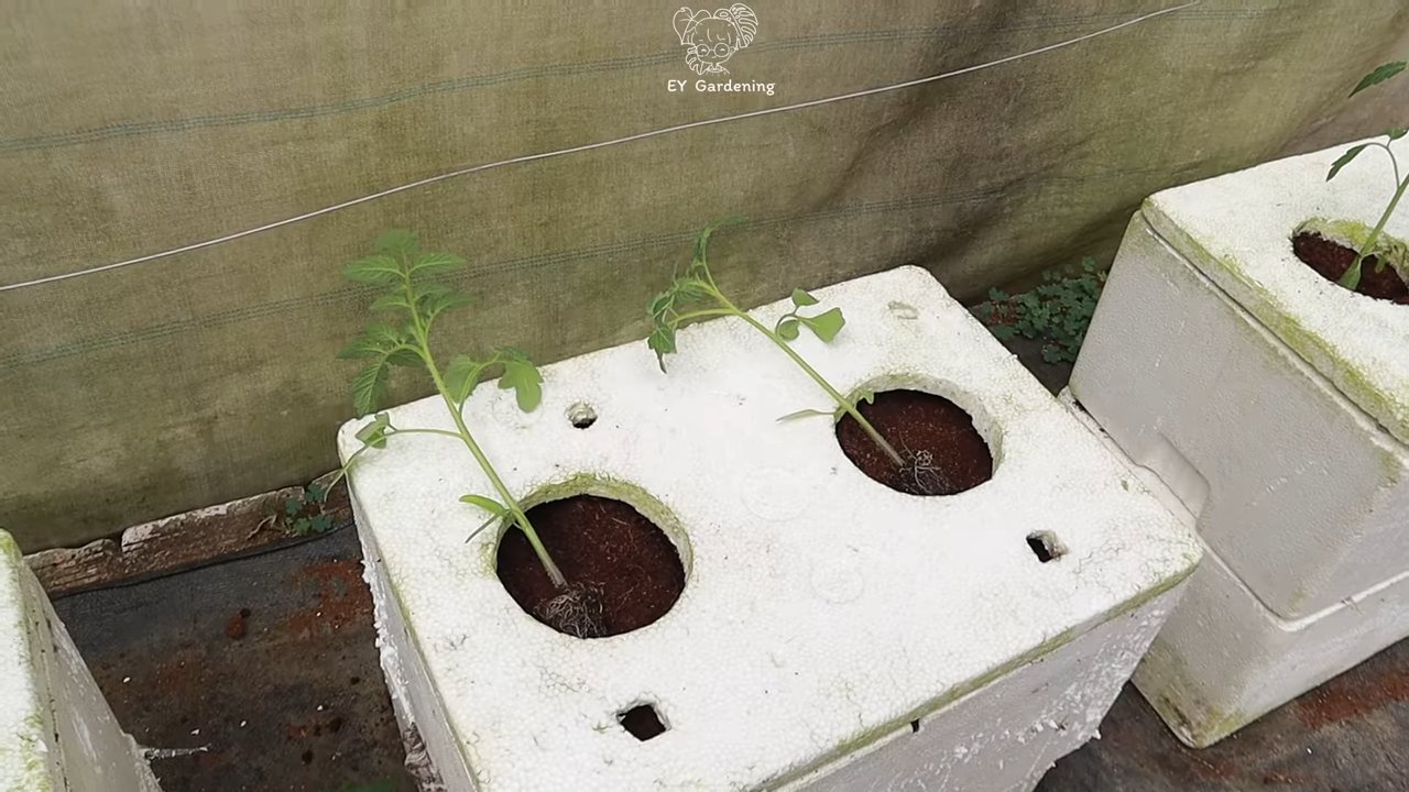 Tomato plant fruiting method