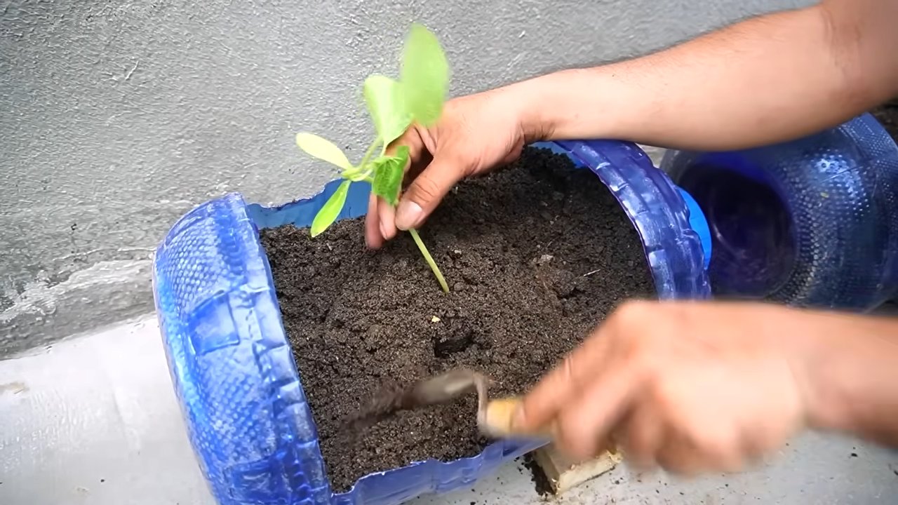 Grow Big Pumpkins Small Yard