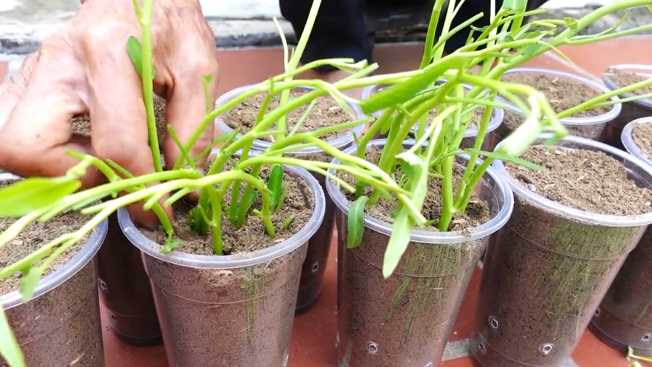 Growing water spinach easily