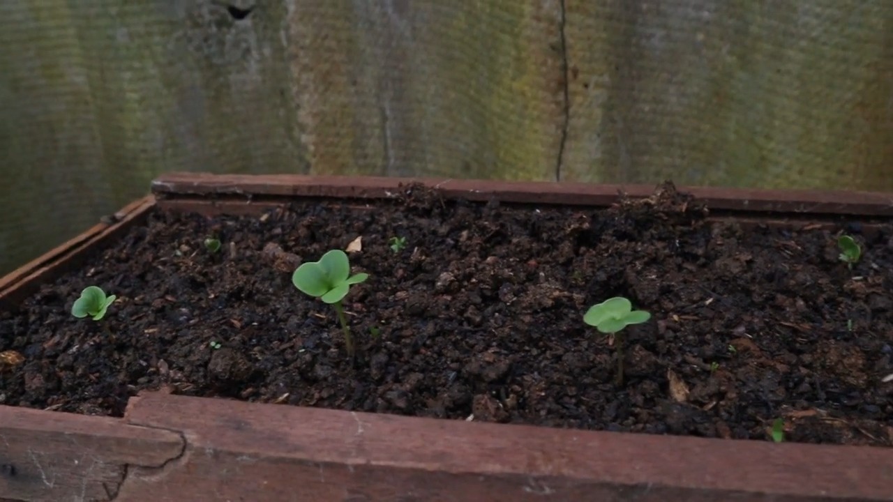 Growing Radishes with Kids