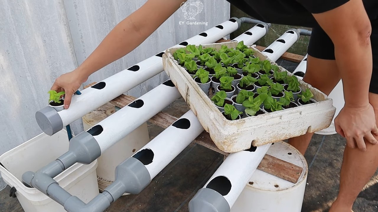 Rooftop guava tree growing
