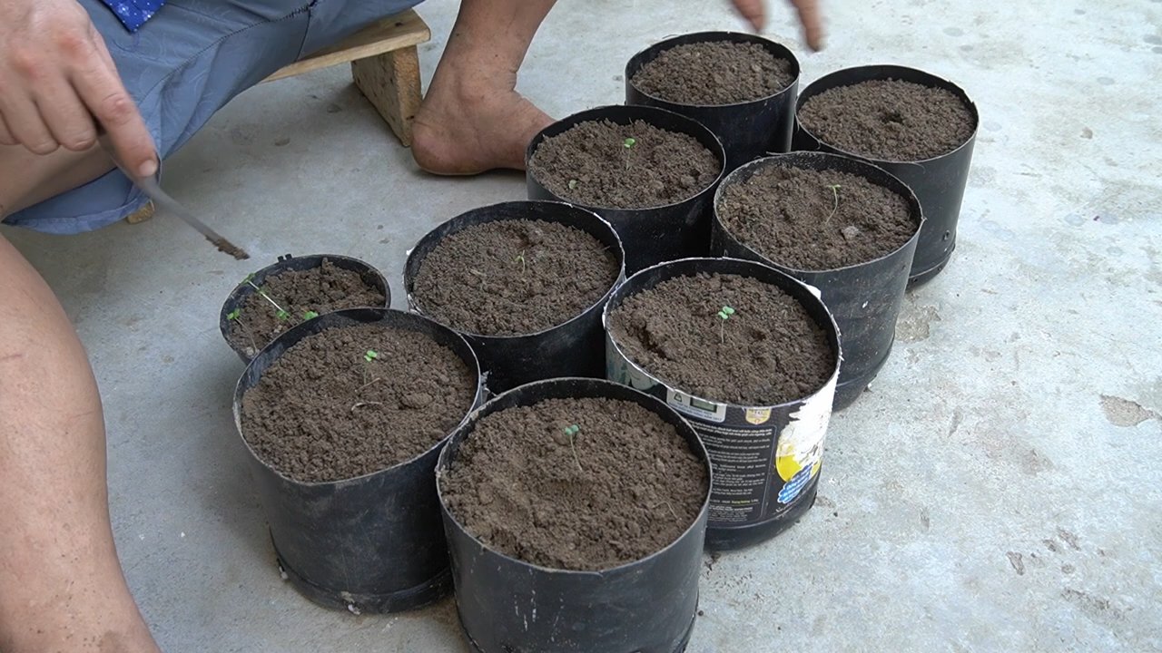 DIY balcony lettuce garden