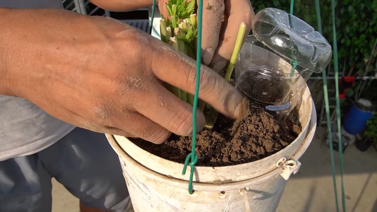 Harvesting backyard celery