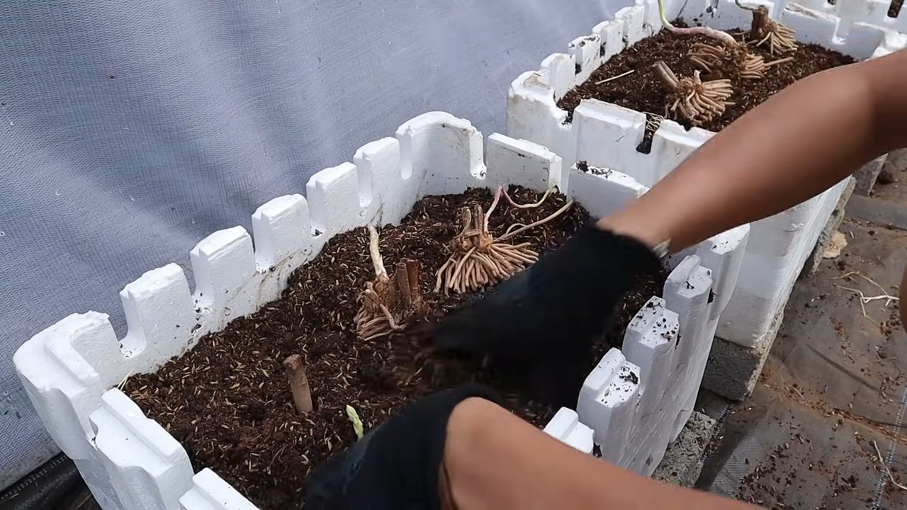 Harvest asparagus at home