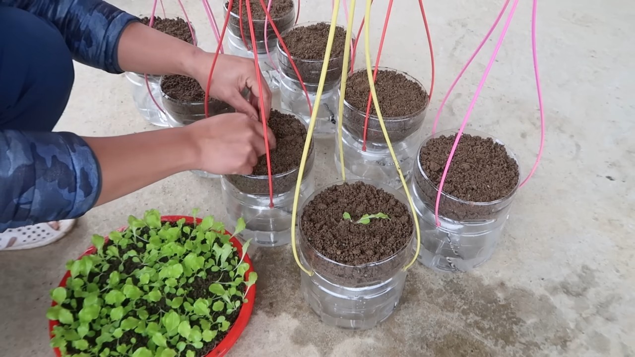 Hanging lettuce no water