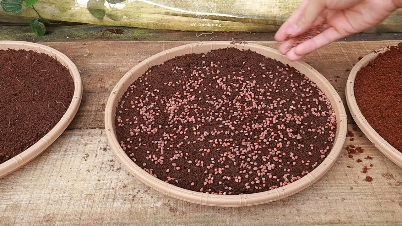 Soil-Free Sprout Growing